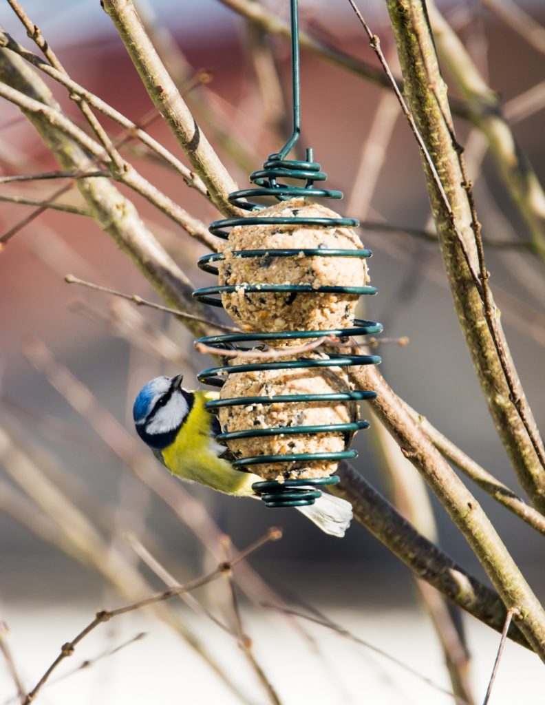 Blue tit bird eating at a bird feeder