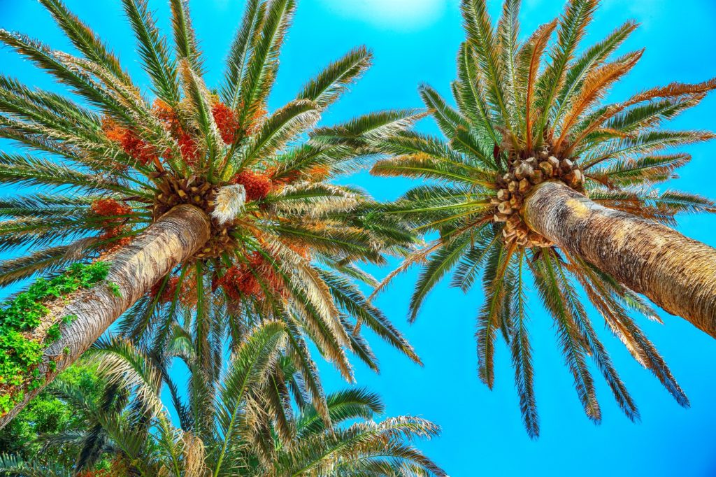 View of date palm on tree from below